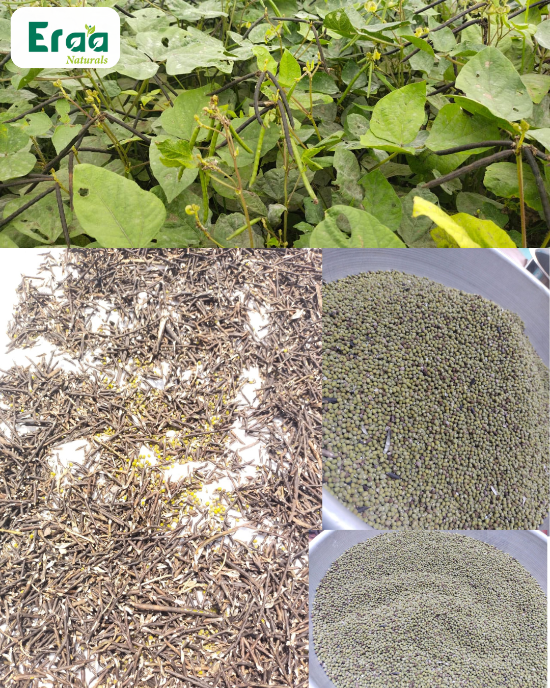 sona moong dal, process, showing sun dry process of sona mong dal