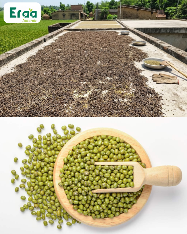 Traditional process of drying sona moong, sun dried sona moong dal 